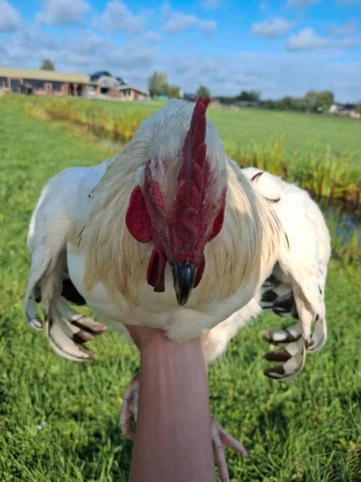 Sussex columbia haan (klaas), Dieren en Toebehoren, Pluimvee, Kip, Mannelijk