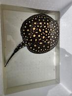 Potamotrygon BD x p14, Dieren en Toebehoren, Vis