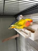 2 agepornissen, Meerdere dieren, Parkiet