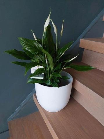 Mooie kamerplant in witte pot beschikbaar voor biedingen