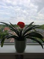 Mooie Clivia, Ophalen, Zo goed als nieuw