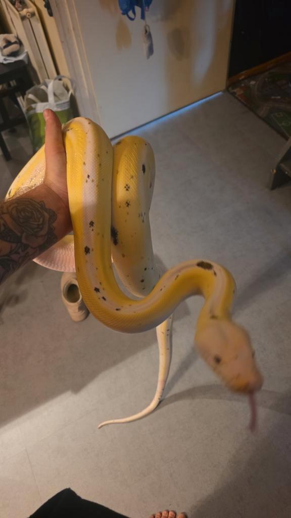 Mooie retic/netpython 1.1