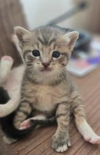 KITTENS, Dieren en Toebehoren, Katten en Kittens | Overige Katten