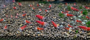 Super Crystal Red Santa garnalen beschikbaar voor biedingen