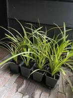 🌾 Japanse zegge - Carex morrowii - siergras - bodembedekker, Ophalen, Vaste plant, Siergrassen, Halfschaduw
