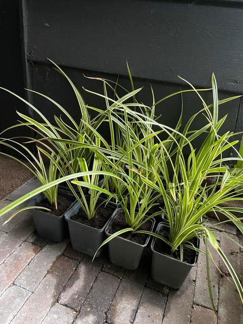 🌾 Japanse zegge - Carex morrowii - siergras - bodembedekker, Tuin en Terras, Planten | Tuinplanten, Vaste plant, Siergrassen