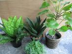 4 kunstplanten - pannenkoek - varen - vetplant - aloe vera, Ophalen of Verzenden, Gebruikt, Binnen