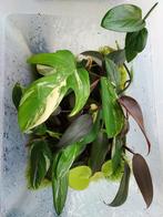 Propagation box, monstera philidendron, Huis en Inrichting, Ophalen of Verzenden, Overige soorten, Minder dan 100 cm