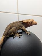 Wimpergekko vrouw, Dieren en Toebehoren