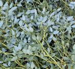 Mooie verse Eucalyptus takken !, Ophalen, Overige soorten, Volle zon