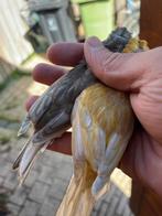 Kanarie Jasper 2025, Dieren en Toebehoren, Vogels | Overige Vogels, Meerdere dieren