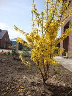 Forsythia, Ophalen, Overige soorten, Struik, Minder dan 100 cm