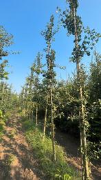 Ginkgo biloba japanse notenbomen in maten!, Ophalen of Verzenden, Bloeit niet, Volle zon, Overige soorten