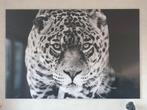 180x120 Mondiart 'Hunting Jaguar' t.w.v. € 675,-, Overige typen, 125 cm of meer, Zo goed als nieuw, Ophalen