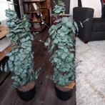 2 grote kunstplanten, Tuin en Terras, Planten | Tuinplanten, Ophalen of Verzenden, Overige soorten, Volle zon