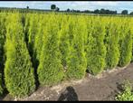 Thuja smaragd, Ophalen, Conifeer, Haag, 100 tot 250 cm