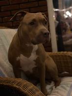 Goed thuis gezocht voor stafford x bully mix, Teef, Eén hond, 3 tot 5 jaar, Nederland