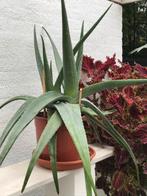 2 grote Aloe Vera planten uit Curaçao (1 m doorsnede), Ophalen, Halfschaduw, Minder dan 100 cm