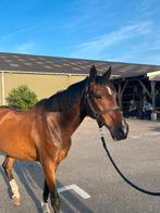 Lieve allround D pony, Dieren en Toebehoren, Pony's, Ruin, Ontwormd