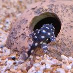 L-471Hypancistrus species, Dieren en Toebehoren, Vissen | Aquariumvissen, Vis