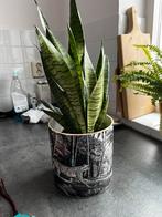 H&M home bloempot jungle panter tijger palmboom, Huis en Inrichting, Overige soorten, Minder dan 100 cm, Halfschaduw, Ophalen