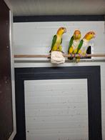 Caique., Dieren en Toebehoren, Vogels | Parkieten en Papegaaien, Vrouwelijk, Papegaai, Geringd