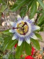 Stekjes van de passieflora caeruela, Tuin en Terras, Planten | Tuinplanten, Ophalen, Volle zon, Vaste plant, Klimplanten