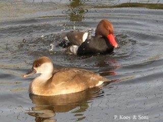 Siereenden en Ganzen en Zwanen., Meerdere dieren, Eend