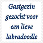 Gastgezin gezocht voor een labradoodle, Dieren en Toebehoren, Klein, Teef, CDV (hondenziekte), Nederland