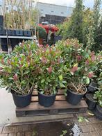 Skimmia jap rubbela hoog 100 cm 20 liter super voor de kerst, Vaste plant, Halfschaduw, Winter, Ophalen