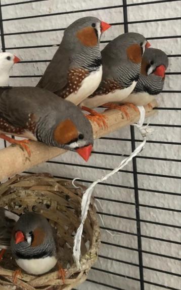 Zebravinken Mannen 13 zoeken grote voliere! beschikbaar voor biedingen