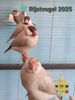4 Rijstvogels, Agaat en Wildkleur (2025)., Dieren en Toebehoren, Vogels | Kanaries, Meerdere dieren, Kleurkanarie