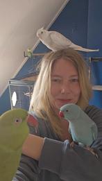 Nori en Bella koppel (alleen samen), Dieren en Toebehoren, Vogels | Parkieten en Papegaaien, Meerdere dieren, Dwergpapegaai of Agapornis