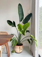 Strelitzia nicolai 190 cm, Groene kamerplant, Ophalen, Overige soorten, 150 tot 200 cm