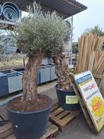 Mooie grote olijfbomen - Van der Spek Zevenhuizen, Bloeit niet, 100 tot 250 cm, Olijfboom, Ophalen