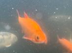 Grote goudwindes te koop!, Dieren en Toebehoren, Vissen | Vijvervissen, Karper of Koi