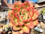 Echeveria Red King/pot 7cm/vetplant/succulent, Ophalen of Verzenden, Halfschaduw, Minder dan 100 cm
