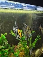 7x Maanvissen Mixkleur, Vis, Zoetwatervis