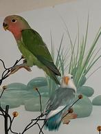 Lieve Agapornis Diverse Kleuren Eventueel met kooi Hand tam, Meerdere dieren, Dwergpapegaai of Agapornis, Geringd