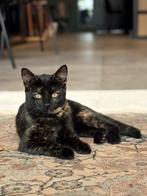 Kittens gesocialiseerd zwart wit, Meerdere dieren, Kortharig, 0 tot 2 jaar