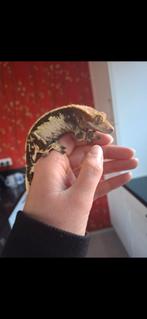 Wimpergekko man, Dieren en Toebehoren, Overige soorten, 0 tot 2 jaar