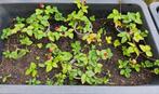 Wilde aardbei. Gifvrij en biologisch. 🐝🏵, Tuin en Terras, Planten | Tuinplanten, Ophalen