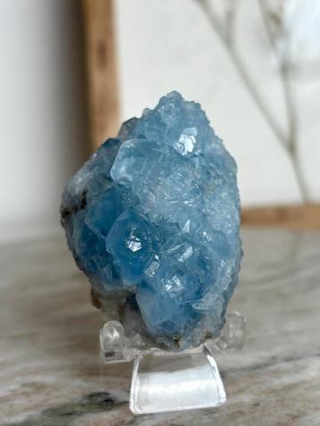 Celestien beschikbaar voor biedingen