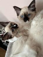 Heilige Birmaan x Ragdoll MOGEN VERHUIZEN!!, Dieren en Toebehoren, Katten en Kittens | Raskatten | Langhaar, Meerdere dieren, Gechipt