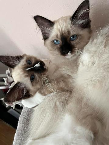 Heilige Birmaan x Ragdoll MOGEN VERHUIZEN!! beschikbaar voor biedingen