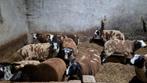 Mooie rammen en ooien tekoop, Meerdere dieren, Schaap