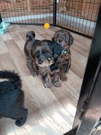 Boompoo x dwergpoedel pups, Dieren en Toebehoren, Honden | Chihuahua's en Gezelschapshonden, Overige rassen, 8 tot 15 weken, Meerdere