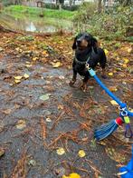 Teckel en Maltipoo herplaatsing, Dieren en Toebehoren, Standaard, Rabiës (hondsdolheid), 1 tot 2 jaar, Korthaar