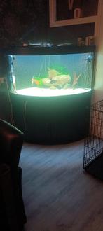 Juwel Trigon 350, Dieren en Toebehoren, Vissen | Aquaria en Toebehoren, Ophalen of Verzenden, Gebruikt, Gevuld zoetwateraquarium
