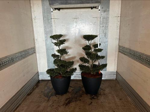 Ilex crenata tuin bonsai Vormsnoei voor tuin en terras, Tuin en Terras, Planten | Struiken en Hagen, Overige soorten, Minder dan 100 cm